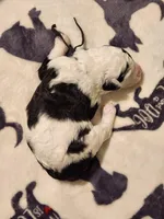 Creed, a male Sheepadoodle for sale in Spokane, WA – Photo 2 of 6