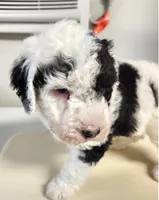 Creed, a male Sheepadoodle for sale in Spokane, WA – Photo 4 of 6