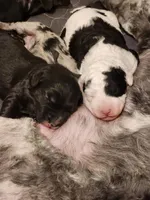 Creed, a male Sheepadoodle for sale in Spokane, WA – Photo 4 of 6