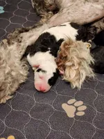 Creed, a male Sheepadoodle for sale in Spokane, WA – Photo 6 of 6