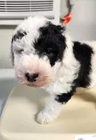 Creed, a male Sheepadoodle for sale in Spokane, WA – Photo 3 of 6