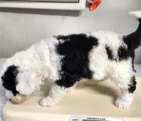 Creed, a male Sheepadoodle for sale in Spokane, WA – Photo 6 of 6