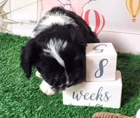 Frenchie Doodle 1, a male French Bulldog and Poodle - Miniature  for sale in Spokane, WA – 9 of 10