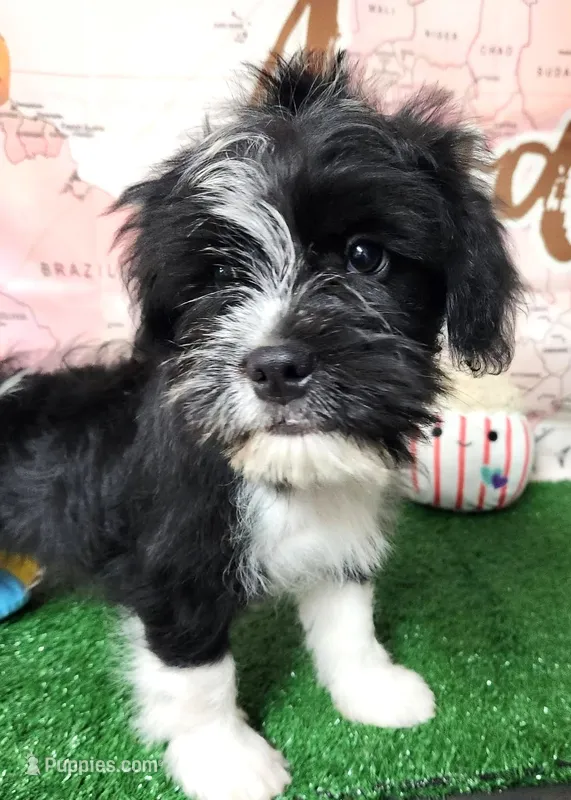 Frenchie Doodle 1 – French Bulldog, Poodle - Miniature  puppy for sale in Spokane, WA
