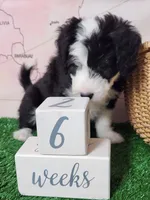Mini Sheepadoodle #3, a female Sheepadoodle for sale in Spokane, WA – 2 of 7