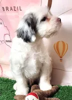 Giorgio, a male French Bulldog and Poodle - Miniature  for sale in Spokane, WA – 4 of 9