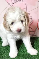 Mini Sheepadoodle #8, a male Sheepadoodle for sale in Spokane, WA – 5 of 8