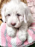 Mini Sheepadoodle #9, a male Sheepadoodle for sale in Spokane, WA – 2 of 10