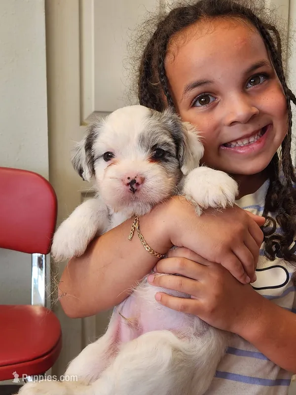 Frenchie Doodle 5 – French Bulldog, Poodle - Miniature  puppy for sale in Spokane, WA