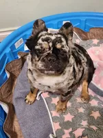 Frenchie Doodle, a  French Bulldog and Poodle - Miniature  for sale in Spokane, WA – 2 of 4
