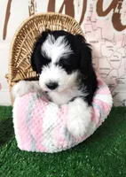 Mini Sheepadoodle #5, a female Sheepadoodle for sale in Spokane, WA – 2 of 9