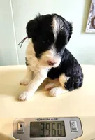 Nauru, a female Sheepadoodle for sale in Spokane, WA – Photo 4 of 5