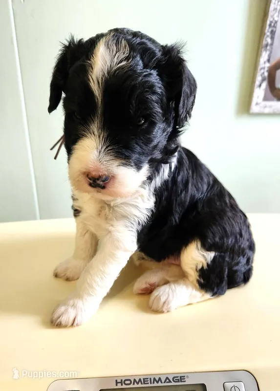 Nauru – Sheepadoodle puppy for sale in Spokane, WA