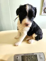 Nauru, a female Sheepadoodle for sale in Spokane, WA – Photo 2 of 5