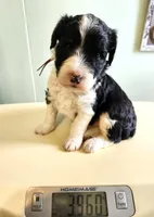 Nauru, a female Sheepadoodle for sale in Spokane, WA – Photo 5 of 5