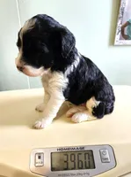 Nauru, a female Sheepadoodle for sale in Spokane, WA – Photo 3 of 5