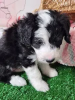 Mini Sheepadoodle #3, a female Sheepadoodle for sale in Spokane, WA – 4 of 7