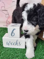 Mini Sheepadoodle #3, a female Sheepadoodle for sale in Spokane, WA – 3 of 7