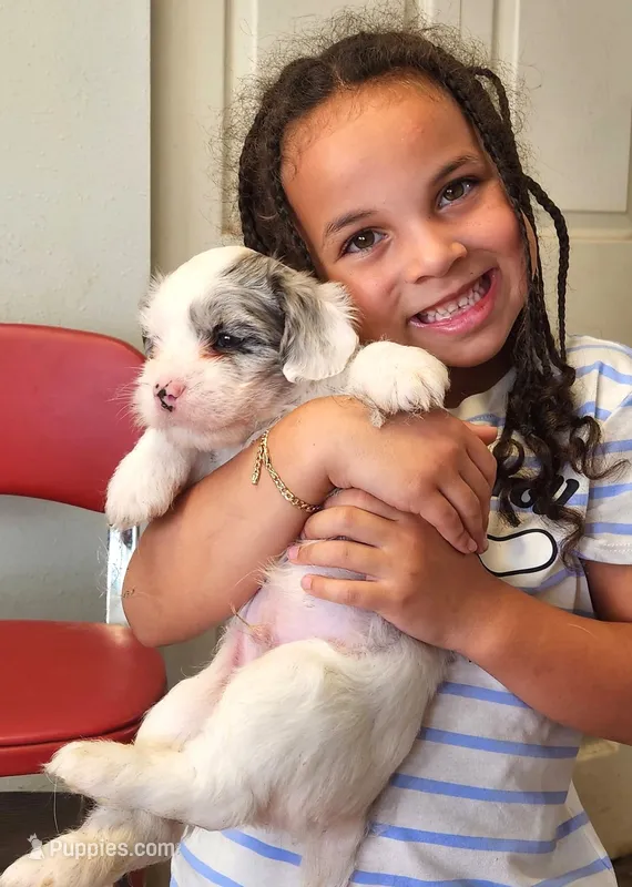 Giorgio – French Bulldog, Poodle - Miniature  puppy for sale in Spokane, WA