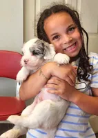 Giorgio, a male French Bulldog and Poodle - Miniature  for sale in Spokane, WA – 1 of 9