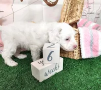 Mini Sheepadoodle #9, a male Sheepadoodle for sale in Spokane, WA – 3 of 10