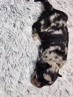 Frenchie Doodle 4, a male French Bulldog and Poodle - Miniature  for sale in Spokane, WA – 3 of 4