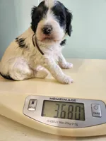 Oman, a male Sheepadoodle for sale in Spokane, WA – Photo 3 of 6