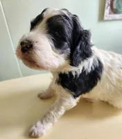 Oman, a male Sheepadoodle for sale in Spokane, WA – Photo 1 of 6
