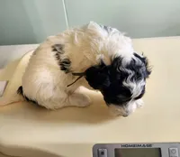 Oman, a male Sheepadoodle for sale in Spokane, WA – Photo 4 of 6