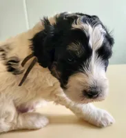Oman, a male Sheepadoodle for sale in Spokane, WA – Photo 2 of 6