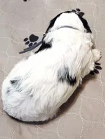 Oman, a male Sheepadoodle for sale in Spokane, WA – Photo 5 of 6