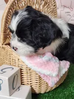 Frenchie doodle black and white tuxedo, a female French Bulldog and Poodle - Miniature  for sale in Spokane, WA – 5 of 9