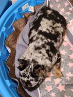 Frenchie Doodle, a  French Bulldog and Poodle - Miniature  for sale in Spokane, WA – 3 of 4
