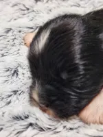 Frenchie Doodle 7, a male French Bulldog and Poodle - Miniature  for sale in Spokane, WA – 2 of 4