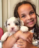Giorgio, a male French Bulldog and Poodle - Miniature  for sale in Spokane, WA – 2 of 9