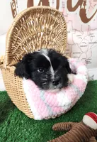 Frenchie Doodle 1, a male French Bulldog and Poodle - Miniature  for sale in Spokane, WA – 8 of 10