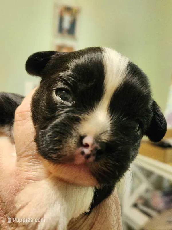 Frenchie Doodle 1 – French Bulldog, Poodle - Miniature  puppy for sale in Spokane, WA