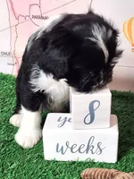 Frenchie Doodle 1, a male French Bulldog and Poodle - Miniature  for sale in Spokane, WA – 6 of 10