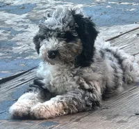 Jin, a male Sheepadoodle for sale in Spokane, WA – 4 of 6