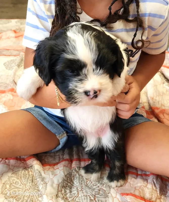 Frenchie doodle black and white tuxedo – French Bulldog, Poodle - Miniature  puppy for sale in Spokane, WA