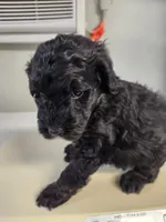 Paco, a male Sheepadoodle for sale in Spokane, WA – Photo 2 of 4