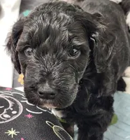 Paco, a male Sheepadoodle for sale in Spokane, WA – Photo 4 of 4