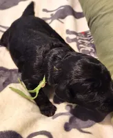 Paco, a male Sheepadoodle for sale in Spokane, WA – Photo 2 of 5