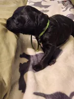 Paco, a male Sheepadoodle for sale in Spokane, WA – Photo 4 of 5