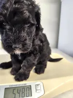 Paco, a male Sheepadoodle for sale in Spokane, WA – Photo 1 of 4