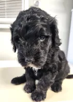 Paco, a male Sheepadoodle for sale in Spokane, WA – Photo 3 of 4