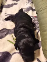 Paco, a male Sheepadoodle for sale in Spokane, WA – Photo 5 of 5