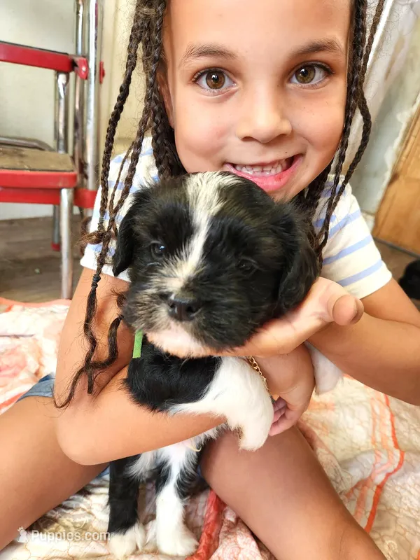 Frenchie Doodle 1 – French Bulldog, Poodle - Miniature  puppy for sale in Spokane, WA