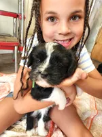 Frenchie Doodle 1, a male French Bulldog and Poodle - Miniature  for sale in Spokane, WA – 1 of 10