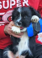 Frenchie Doodle 1, a male French Bulldog and Poodle - Miniature  for sale in Spokane, WA – 3 of 9